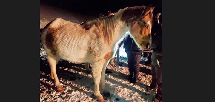 NY State Police seize 50-plus animals during North Norwich animal cruelty investigation